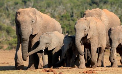 A elephant calf surrounded by two adult elephants 